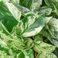 Pothos 'Marble Queen' - this Pothos is a variegated version with more white than green.