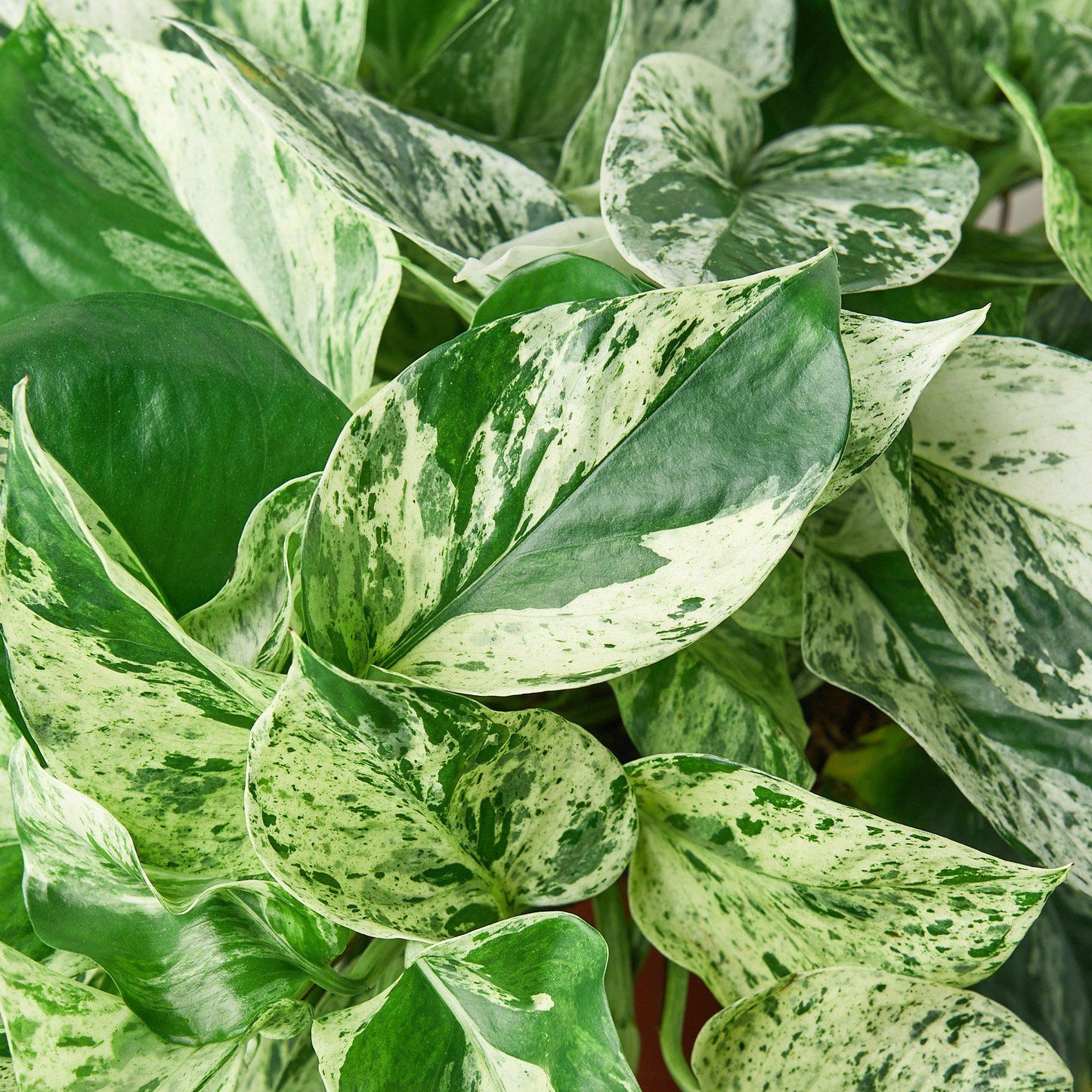 Pothos 'Marble Queen' - this Pothos is a variegated version with more white than green.