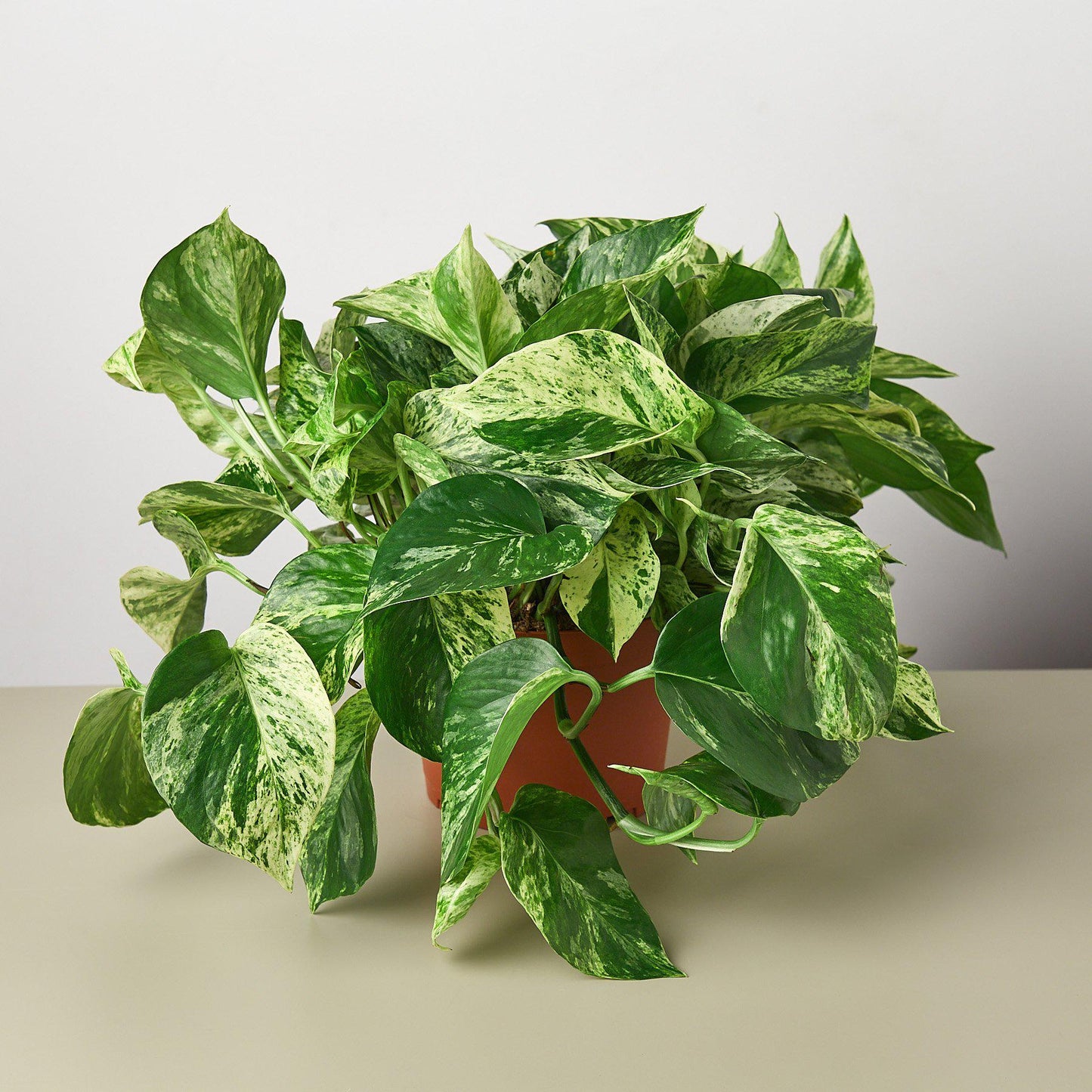 Pothos 'Marble Queen' - this Pothos is a variegated version with more white than green.