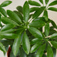 Schefflera Arboricola - This evergreen wields very slender stalks with oblong leaves