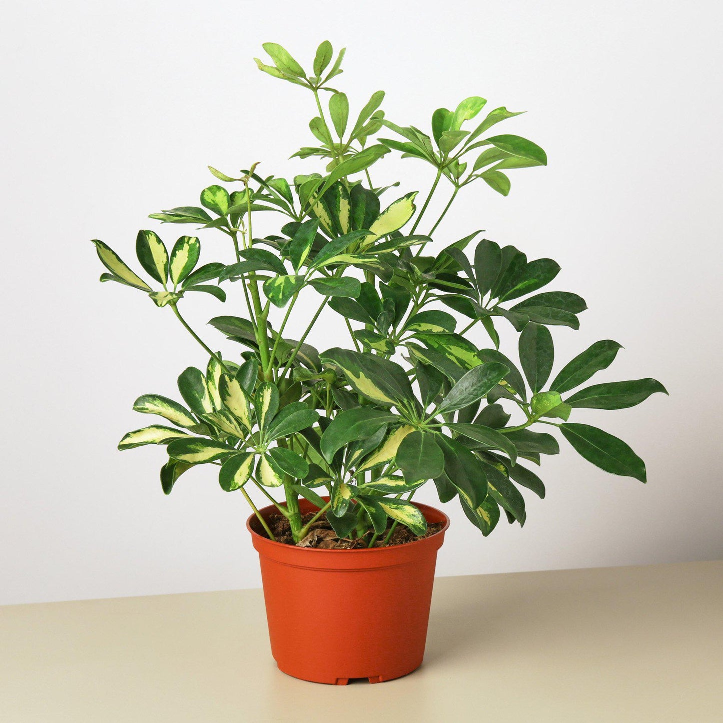 Schefflera 'Variegated' - This evergreen wields very slender stalks with oblong leaves