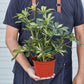 Schefflera 'Variegated' - This evergreen wields very slender stalks with oblong leaves
