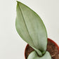 Snake Plant 'Moonshine' - the Rosso has very distinctive pointed leaves