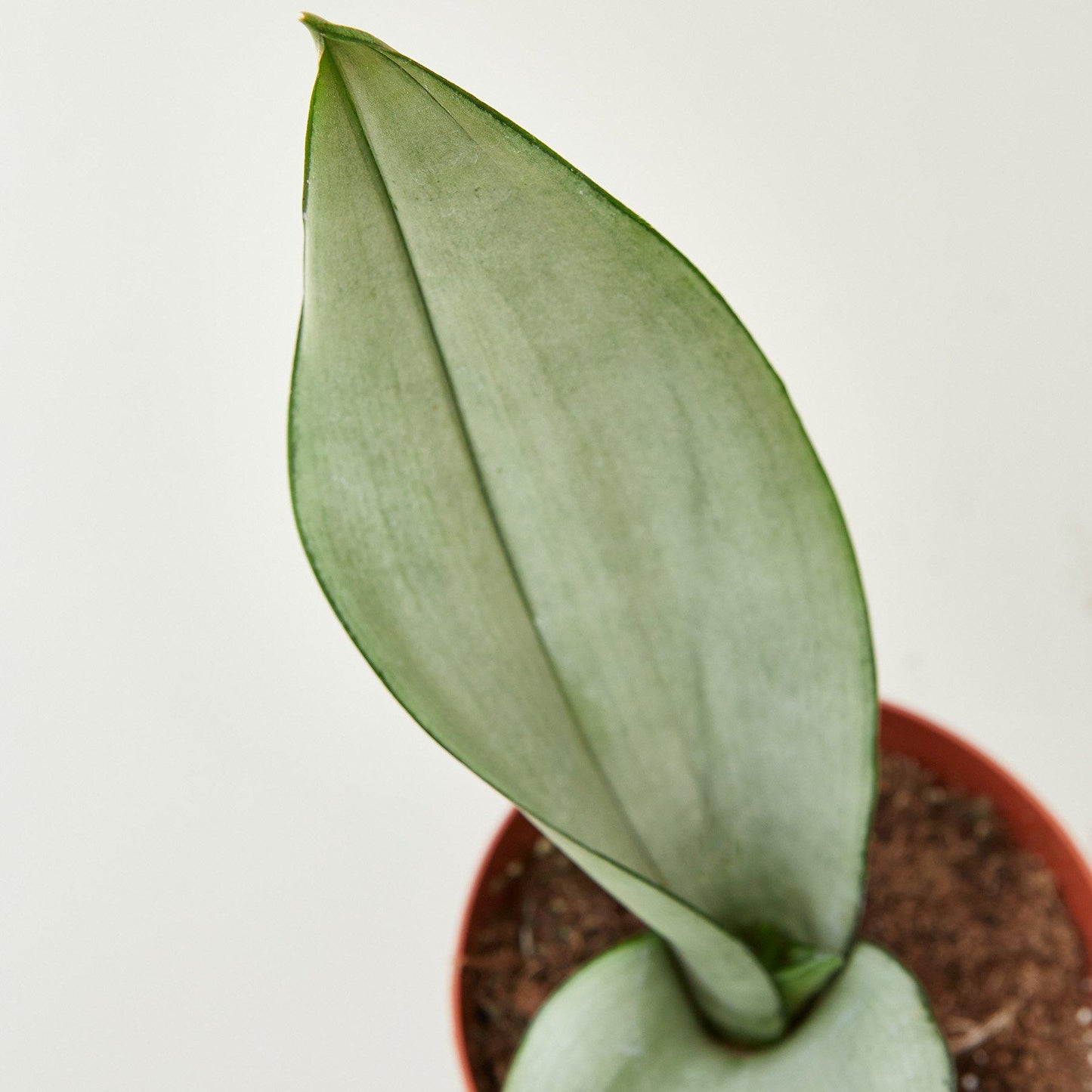 Snake Plant 'Moonshine' - the Rosso has very distinctive pointed leaves