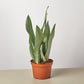 Snake Plant 'Moonshine' - the Rosso has very distinctive pointed leaves