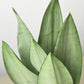 Snake Plant 'Moonshine' - the Rosso has very distinctive pointed leaves
