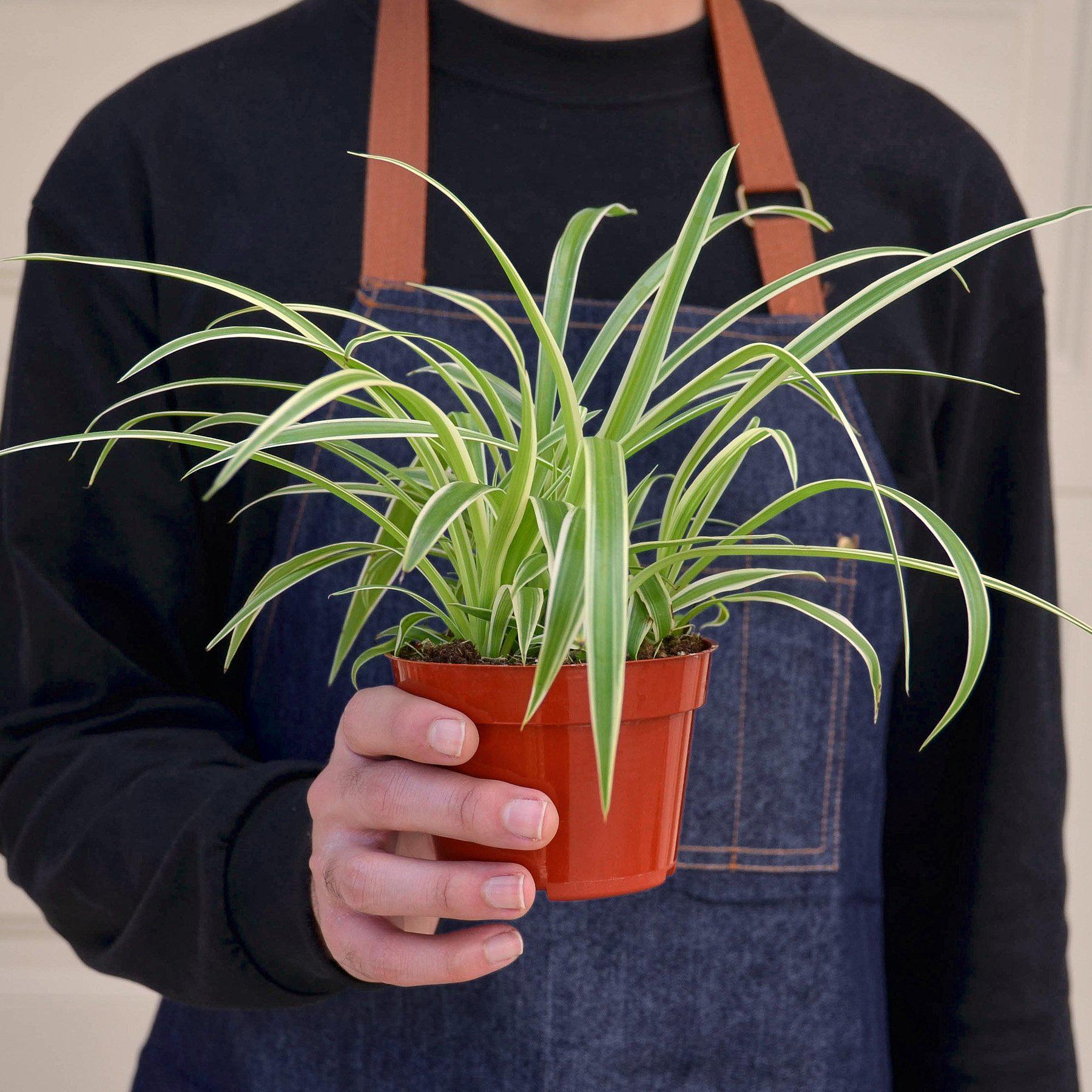 reverse spider plant The Snobby Leaf | Spider Plant Reverse - 4 inch Pot