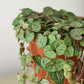 Succulent 'String of Hearts'