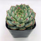#10 Echeveria Minima