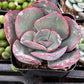 Echeveria Blue Sky