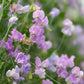 Royal Lavender Sweet Pea Seeds | Fragrant Purple Blooms | Climbing Vine | Attracts Pollinators | 80 Days |