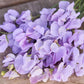 Royal Lavender Sweet Pea Seeds | Fragrant Purple Blooms | Climbing Vine | Attracts Pollinators | 80 Days |