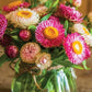 Tom Thumb Mix Strawflower Seeds | Dwarf Everlasting Blooms | Red, Yellow, Pink, White | Cut & Dried Flowers |