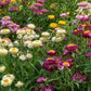 Tom Thumb Mix Strawflower Seeds | Dwarf Everlasting Blooms | Red, Yellow, Pink, White | Cut & Dried Flowers |