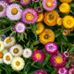 Tom Thumb Mix Strawflower Seeds | Dwarf Everlasting Blooms | Red, Yellow, Pink, White | Cut & Dried Flowers |