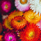 Swiss Giant Mix Strawflower Seeds | Vibrant Colors | Everlasting Blooms | Cut & Dried Flowers | Heat Tolerant |
