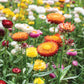 Swiss Giant Mix Strawflower Seeds | Vibrant Colors | Everlasting Blooms | Cut & Dried Flowers | Heat Tolerant |