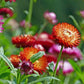 Swiss Giant Mix Strawflower Seeds | Vibrant Colors | Everlasting Blooms | Cut & Dried Flowers | Heat Tolerant |