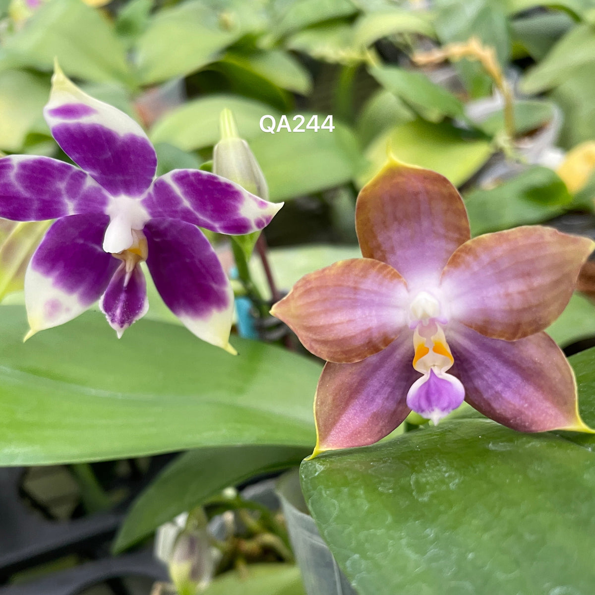Two orchids with purple and brown petals on a green leafy background.