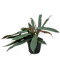 Philodendron Bicolor | Rare Climbing Plant with Velvety Two-Tone Leaves | House Plant Shop