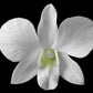 Dendrobium Nobile Orchid White potted I Subtle fragrance I Only one I Not in bloom
