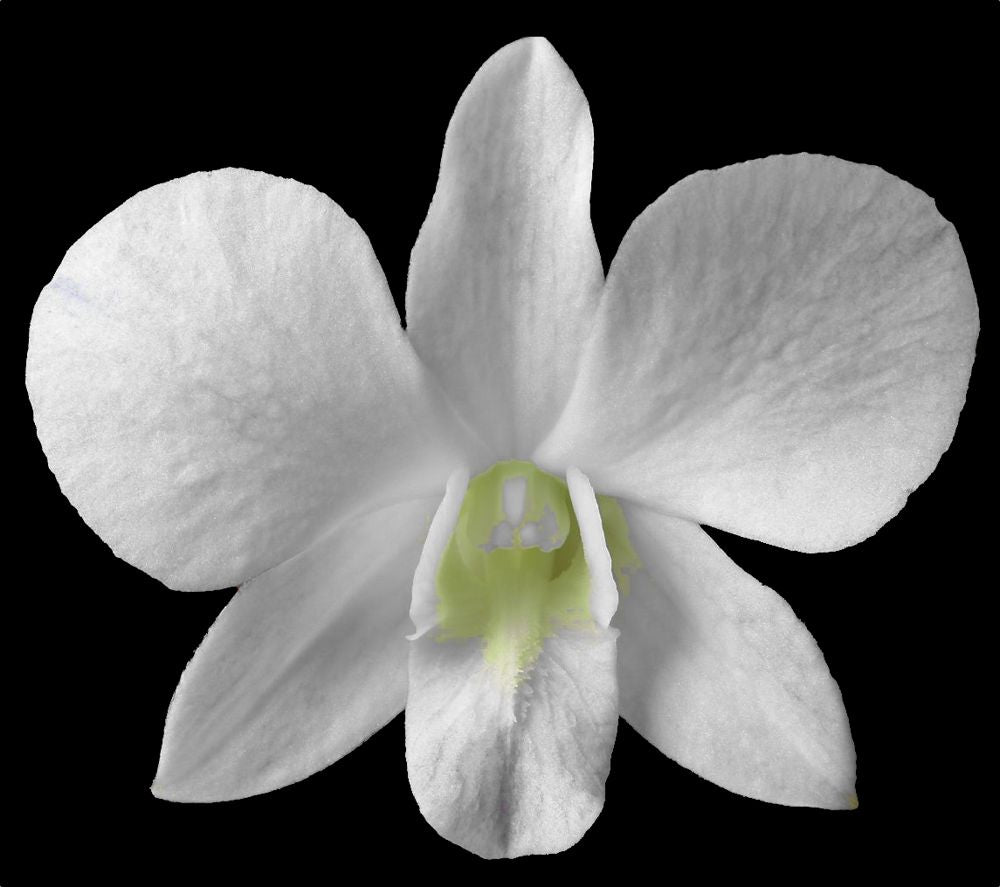Dendrobium Nobile Orchid White potted I Subtle fragrance I Only one I Not in bloom