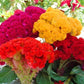 Baby's Breath, Sunflower, Cosmos, Daisy Four-season Seeds