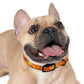 Savanna Sunset Tapestry: Elephants and Acacias in Endless Horizon - Pet Collar Pet Zen