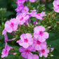 Brilliant Phlox Seeds | Pink Blooms with Dark Centers | Fragrant & Attracts Pollinators | 80 Days to Bloom |