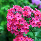 Brilliant Phlox Seeds | Pink Blooms with Dark Centers | Fragrant & Attracts Pollinators | 80 Days to Bloom |
