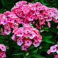 Brilliant Phlox Seeds | Pink Blooms with Dark Centers | Fragrant & Attracts Pollinators | 80 Days to Bloom |