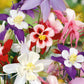 McKana Giant Mix Columbine Seeds | Red, White, Yellow, Purple | Attracts Hummingbirds | Perennial | 260 Days |