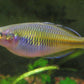 Boesemani rainbowfish