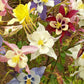 McKana Giant Mix Columbine Seeds | Red, White, Yellow, Purple | Attracts Hummingbirds | Perennial | 260 Days |