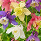 McKana Giant Mix Columbine Seeds | Red, White, Yellow, Purple | Attracts Hummingbirds | Perennial | 260 Days |
