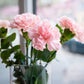 La France Carnation Seeds | Shell Pink Blooms | Fragrant & Double Flowers | Attracts Pollinators | 135 Days |