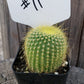 #11C Parodia Leninghausii Golden Ball 2"