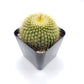 #11C Parodia Leninghausii Golden Ball 2"