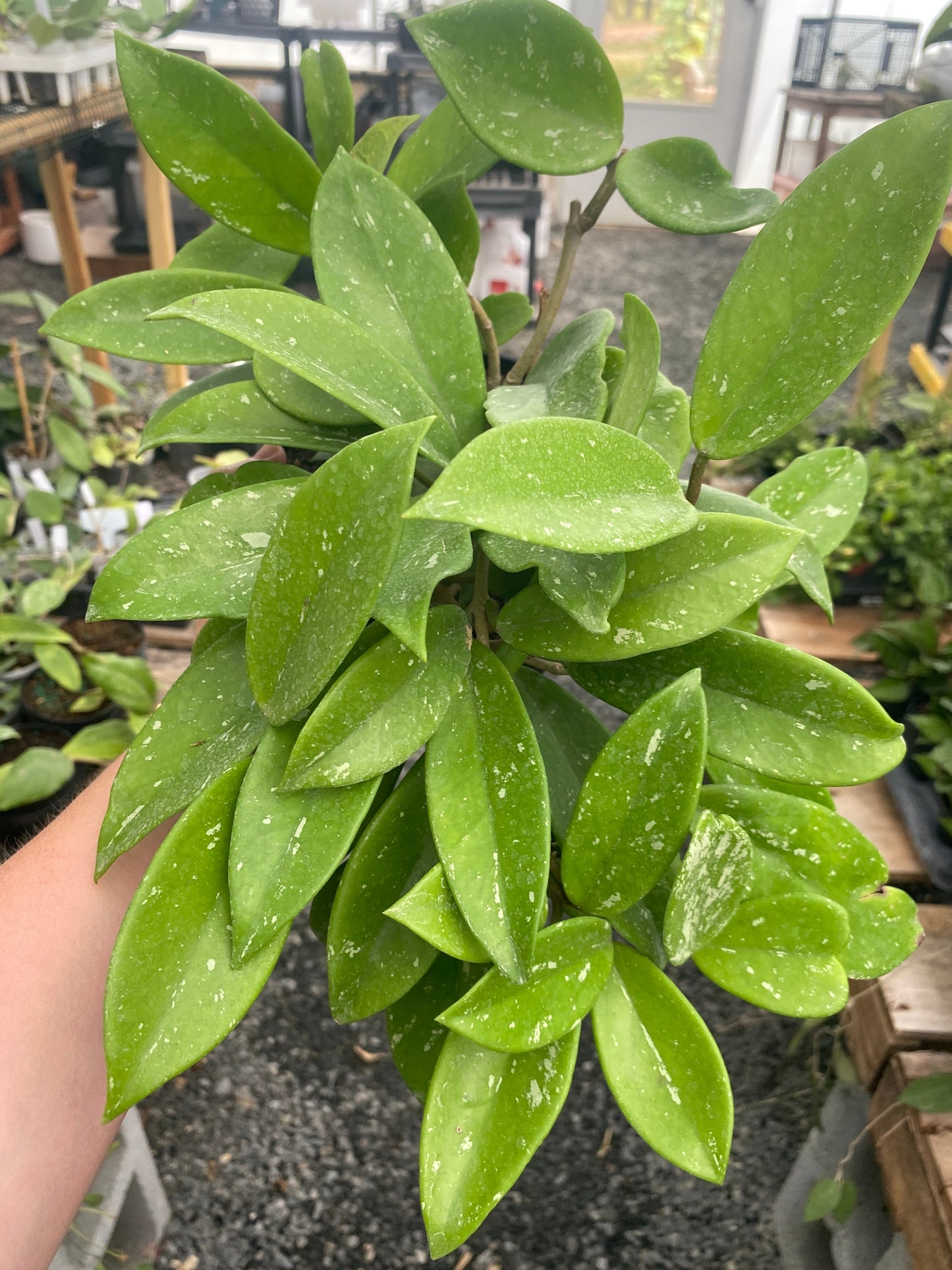 Hoya Pubicalyx Splash 6”