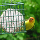 C&S Wild Bird Suet Seed Treat 11 oz Premium Suet Cake Year-Round Feeding