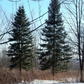 Grow Your Own CHRISTMAS TREE COLLECTION - 4 Gift Packets of Tree Seeds - Fraser Fir, Balsam Fir, Douglas Fir, & Blue Spruce + Free Gift Bag