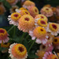 Zinderella Peach Zinnia Seeds - 100+ Double Bloom Seeds - USA Grown -  - Cut Flower Garden - Butterfly Magnet - Heat Tolerant