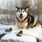 TrueLove Dog Shoes TLS3961