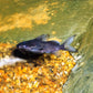 Synodontis nigrita