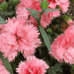La France Carnation Seeds | Shell Pink Blooms | Fragrant & Double Flowers | Attracts Pollinators | 135 Days |