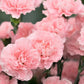 La France Carnation Seeds | Shell Pink Blooms | Fragrant & Double Flowers | Attracts Pollinators | 135 Days |