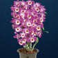 Rare and hard to find Dendrobium Nobile Country Girl Warabeula Orchid! 