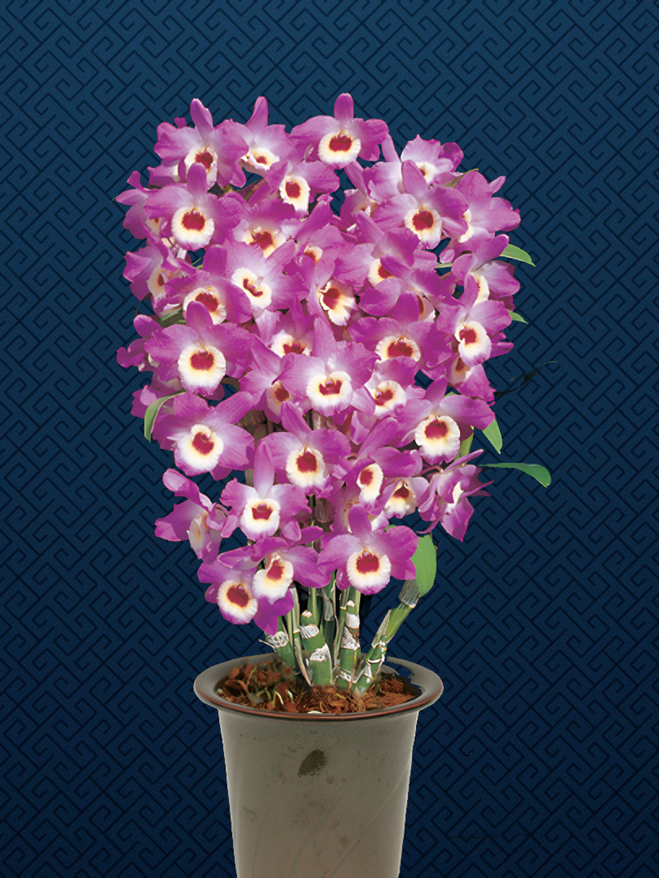 Rare and hard to find Dendrobium Nobile Country Girl Warabeula Orchid! 