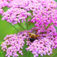 Cerise Queen Yarrow Seeds | Vibrant Pink Flowers | Drought Tolerant | Attracts Pollinators | Perennial | 85 Days