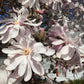 5 STAR MAGNOLIA Stellata TREE Seeds - Fragrant White to Pink Big 4" Wide Flowers